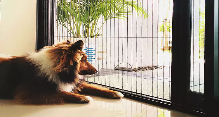 Sliding Screen Pet Door Repair in Bloomingdale, FL